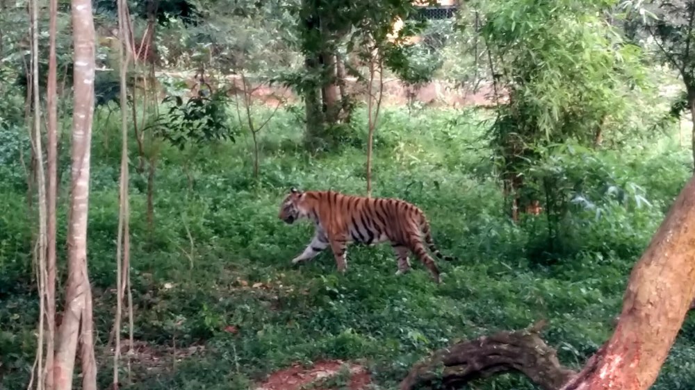 老虎园 Tiger Park 动物互动场景图